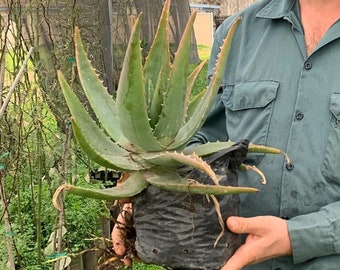 Aloe Plant - Succulent, rooted plants, drought resistant, landscaping plants