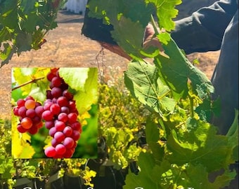 Crimson Sweet Seedless Grape Vine - Well Rooted Live Plant