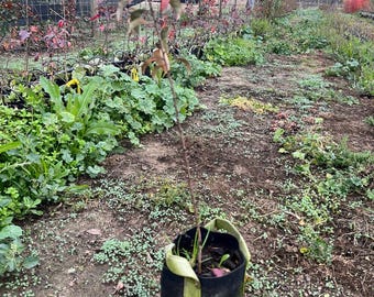 Pear Rootstock, fruit rootstock, Well Rooted Live plant, fruit tree