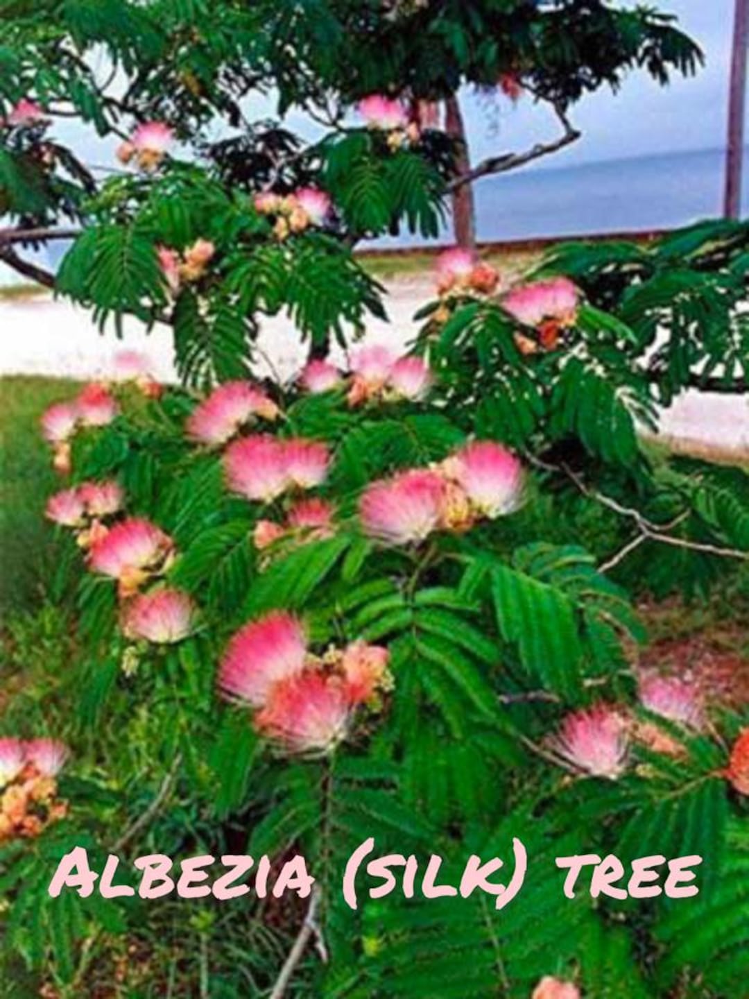 Alpeza Tree Albezia Tree (mimosa Tree) (silk Tree), Landscaping Tree, Rooted Trees ...