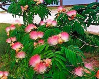 Albezia Tree (Mimosa Tree) (Silk Tree), landscaping tree, rooted trees, potted trees, flowering trees, blooming tree
