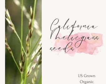 California Melicgrass Seeds - Native Grass