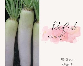 Heirloom Radish Seed: Non-GMO Cover Crop, Fast Shipping