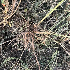Ashwagandha roots at harvest