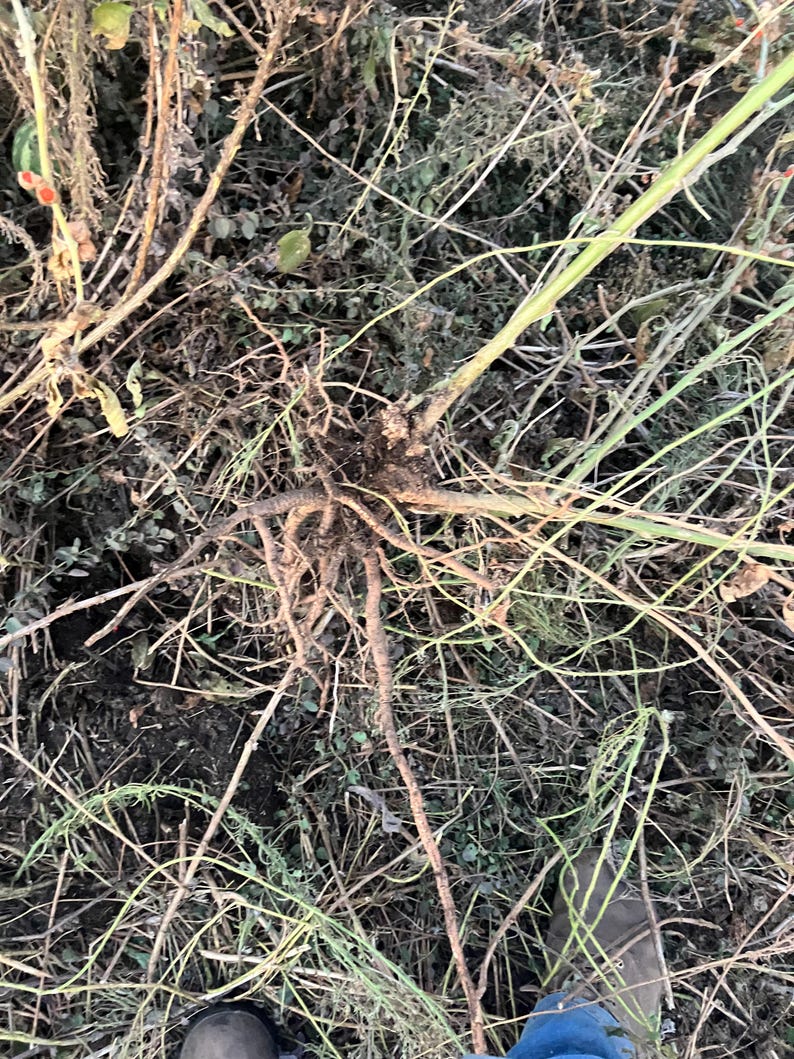 Ashwagandha roots at harvest