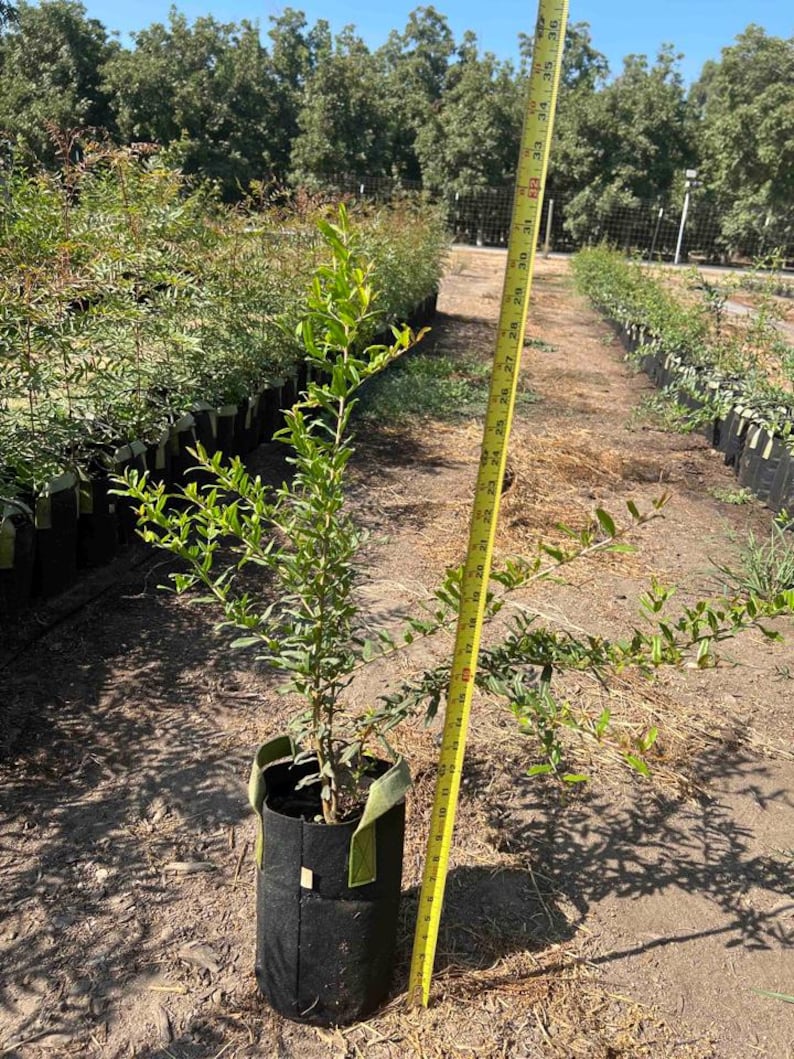 Wonderful Pomegranate Tree - Thumbnail 2