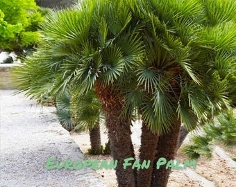 European Fan Palm, potted trees, rooted trees, landscaping tree, potted palm
