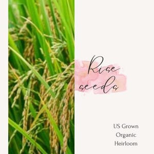 Rice VNS seed Heirloom, Non-GMO, organic seeds, fast shipping seeds, cover crop seeds, lawn seeds