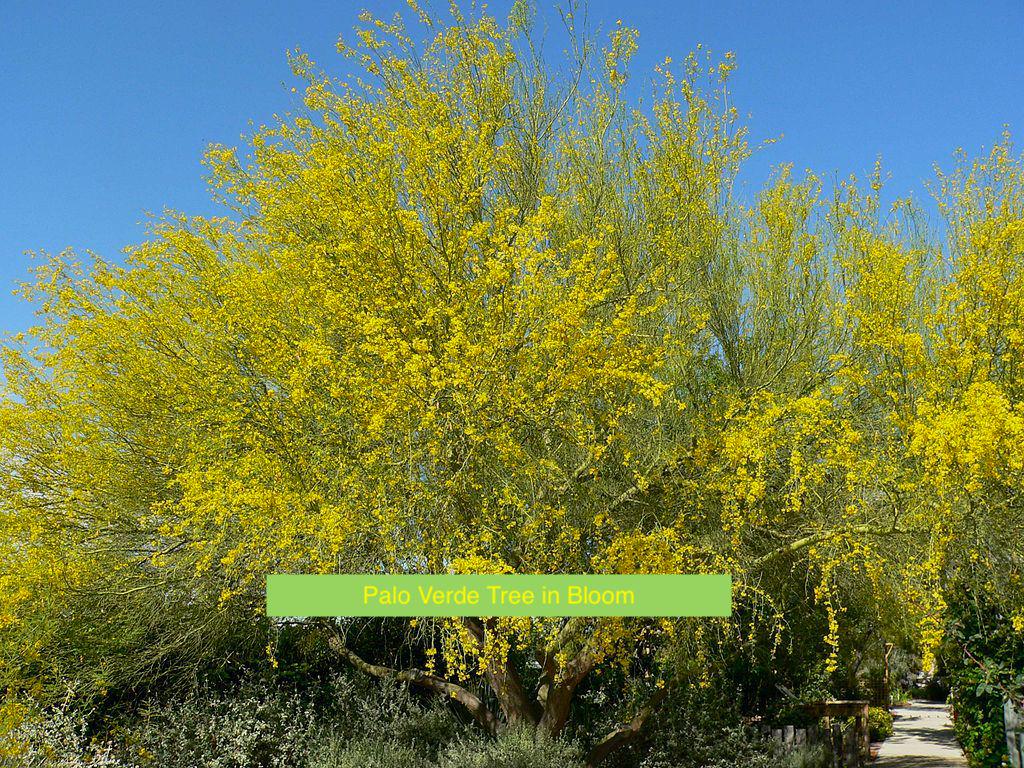 Palo Verde Tree, drought resistant tree, green tree, desert tree