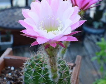Easter Lilly Cactus Live plant Backyard decor