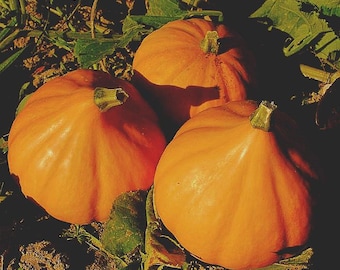 Specialty Pumpkin Seeds- Curcurbita Moschata- Non-GMO, organic seeds, fast shipping, US Grown seeds