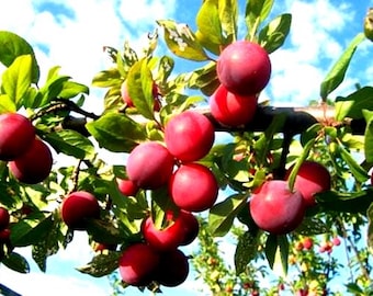 Santa Rosa Plum- Fruit Tree -Rooted Tree -Potted Tree