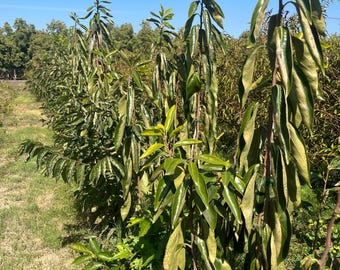 Persimmon Tree - Saija - Live Fruit Tree produces small delightful fruits