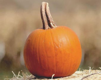 Spookie Pumpkin Seeds - Non-GMO, US Grown Organic Seeds