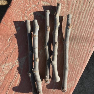 May include: Five gray, slender tree branches with small knots are arranged on a weathered, reddish-brown wooden surface. The branches are of varying lengths and are casting shadows in the sunlight. The image is a close-up of the branches.