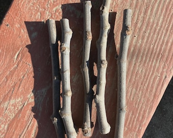 Texas Everbearing Fig Tree Cuttings (3), Tree Starters, Garden Planting