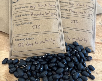 Hopi Black Beans, Heirloom, Non-GMO, organic seeds, vegetable seeds