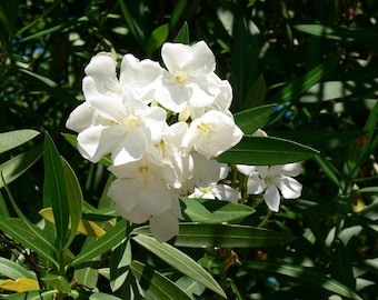 Oleander, Well Rooted Live plant,  shrub, screening plants, fast growing, drought resistant