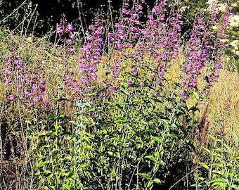 Penstemon spectabilis, potted flowers, native plants, landscaping, perennials