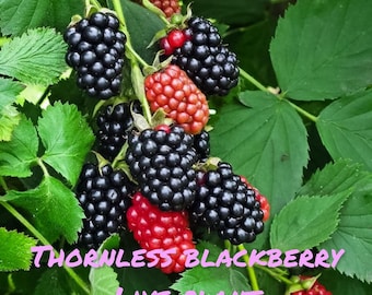 Thornless Blackberry live plant, rooted berries, potted plants, garden plants