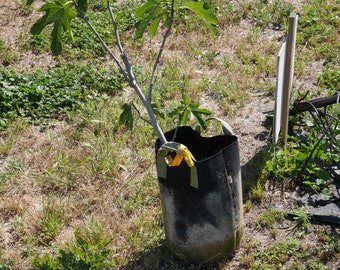 Fig Tree - Texas Everbearing