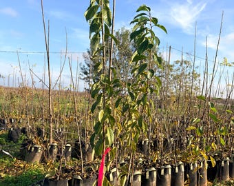 Elephant Heart- Plum- Fruit Tree -Rooted Tree -Potted Tree