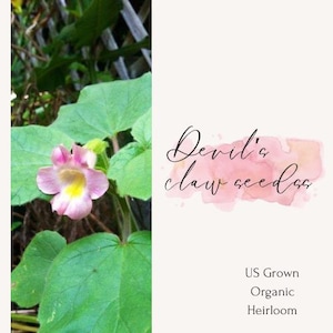 May include: Close-up of a pink and yellow flower with green leaves. The text "Devil's claw seeds" is written in cursive on a pink watercolor background. The text "US Grown Organic Heirloom" is written below the watercolor background.