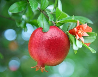 Wonderful Pomegranate Tree – Live Plant, Drought Tolerant
