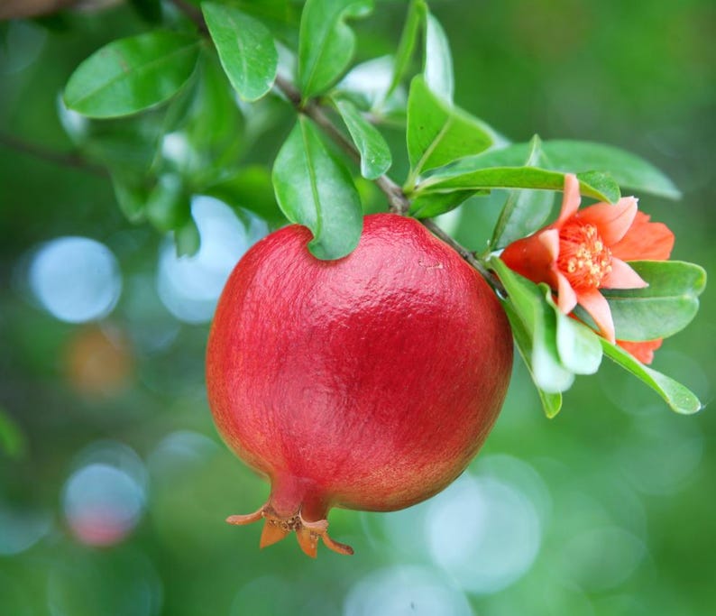FireAg Pomegranate Tree - Thumbnail 2