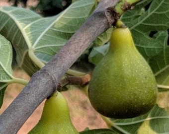 King Fig Tree - Well Rooted Live Plant