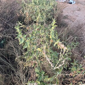 Ashwagandha plant