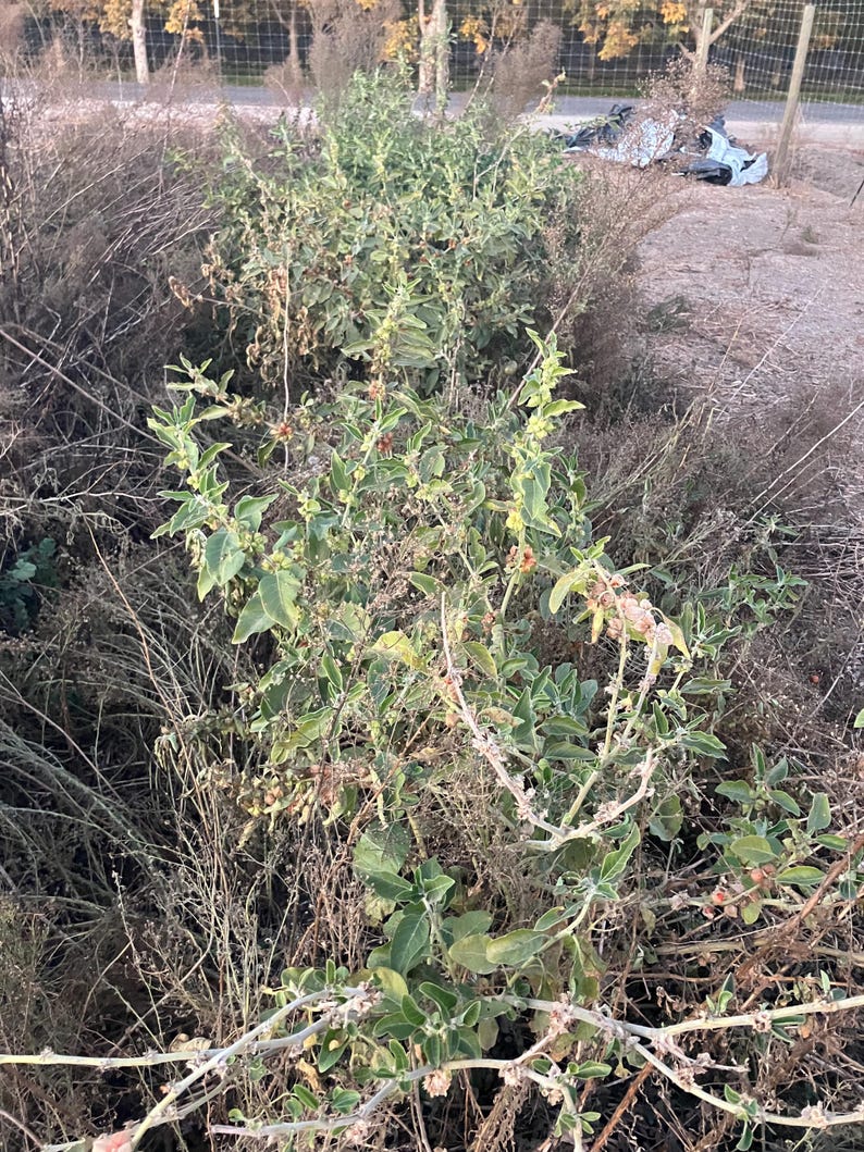 Ashwagandha plant