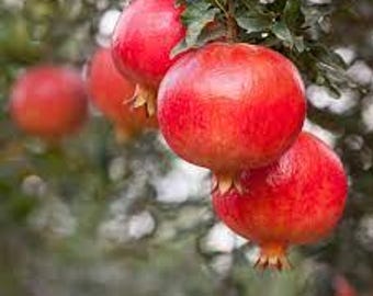 Molla Nepes Pomegranate Tree – Well Rooted Live Plant, Rare Variety