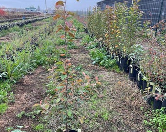 Apple Rootstock, fruit rootstock, Well Rooted Live plant, fruit tree