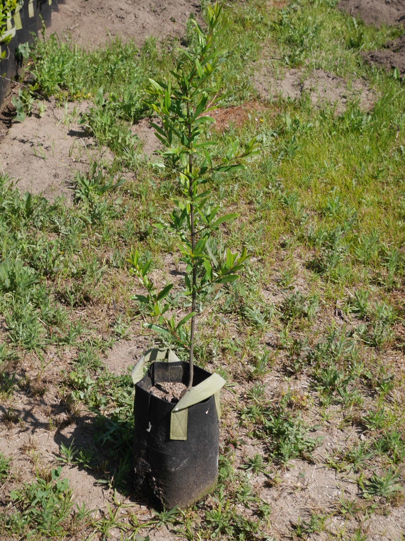 FireAg Pomegranate Tree - Thumbnail 3