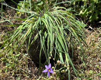 Blue Eyed Grass Plants, Heirloom, Non-GMO, California native, landscaping grass