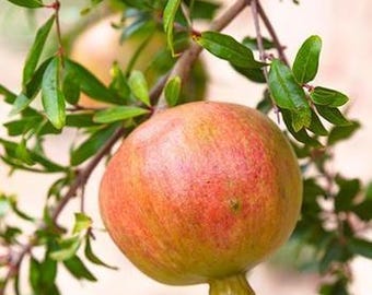Ariana Pomegranate Tree – Well Rooted Live Fruit Tree, Drought Tolerant