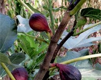 Vista Fig Tree - Well Rooted Live Plant, Drought Tolerant