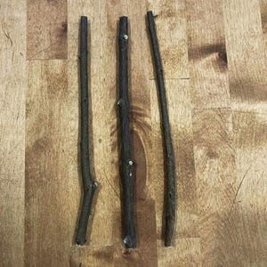 Sticklingar av granatäppleträd - Du väljer (3) från flera sorter, Trädstartare, Trädgårdsplantering