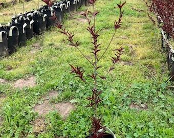 Peach Rootstock, Nemaguard, fruit rootstock, Well Rooted Live plant, fruit tree
