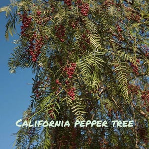 California Pepper Tree - Landscape tree, rooted tree, drought resistant, potted tree
