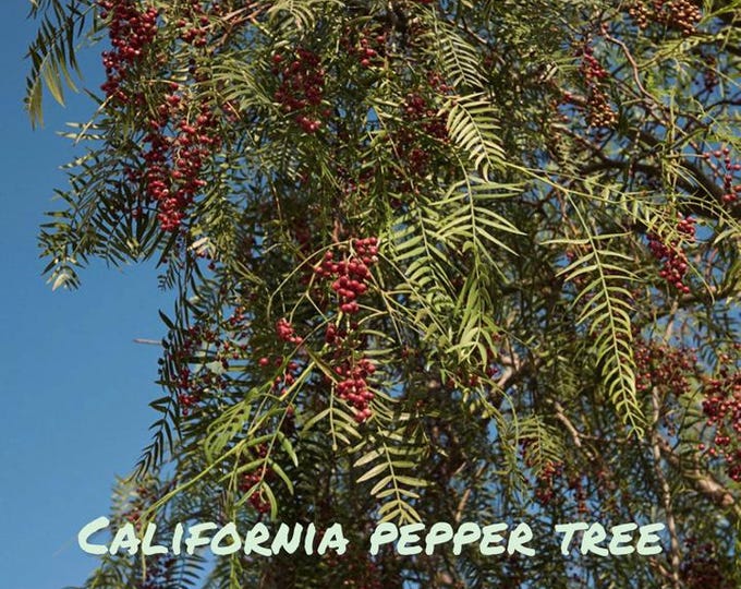 California Pepper Tree - Landscape Tree, Rooted Tree, Drought Resistant ...