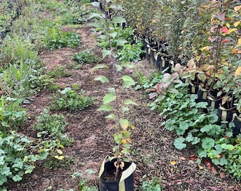 Chinese Quince, Well Rooted Live plant, shrub, fruit tree, traditional Chinese tree, traditional Asian tree