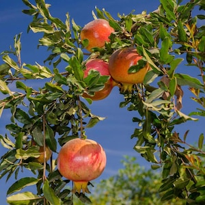 May include: Several round, reddish-orange pomegranates hang from the thin, woody branches of a tree. The fruit features smooth, firm skins with subtle yellow gradients, surrounded by numerous small, pointed, dark green leaves against a blue sky.