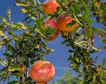 Eversweet Pomegranate Tree: Sweet, Seedless Fruit - Live Plant
