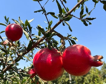 Utah Sweet Pomegranate Tree - Well Rooted Live Plant Produces Large Red Fruit