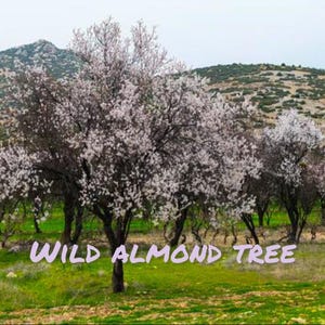 May include: A wild almond tree in full bloom with white flowers against a backdrop of a green hillside.