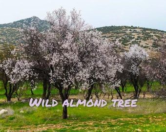 Wild Almond tree Well Rooted Live plant, nut trees, blooming tree, pink blossom