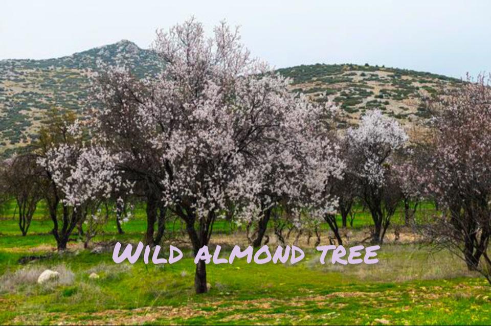 Wild Almond Tree Well Rooted Live Plant, Nut Trees, Blooming Tree, Pink ...
