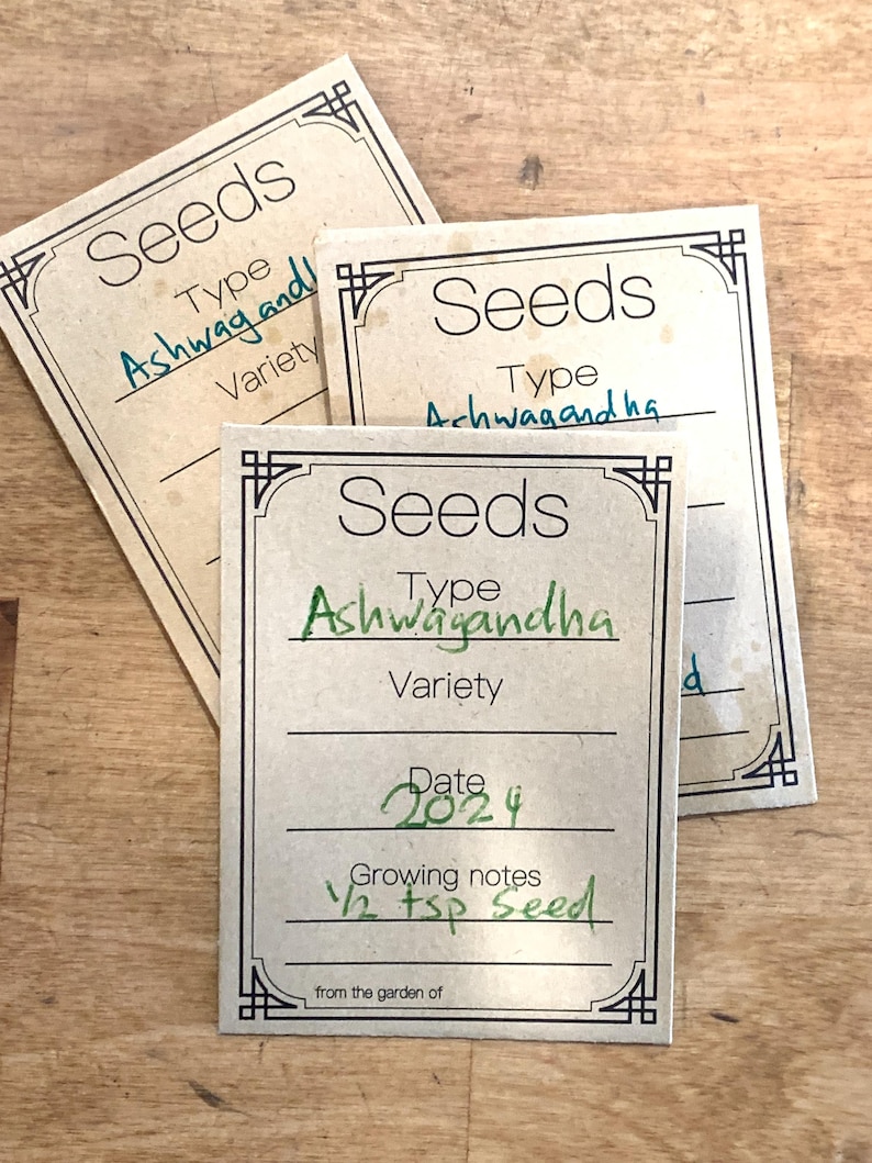 Heirloom Ashwagandha Seeds, Organic Herb, Non-GMO image 4